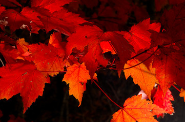 Naklejka na ściany i meble Backlit red maple leaves in autumn