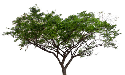 Obraz premium isolate natural green trees Small leaves and single trees on white background