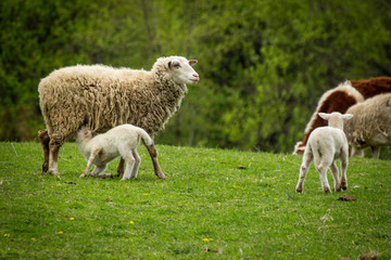 Obraz premium Sheep Farm Springtime