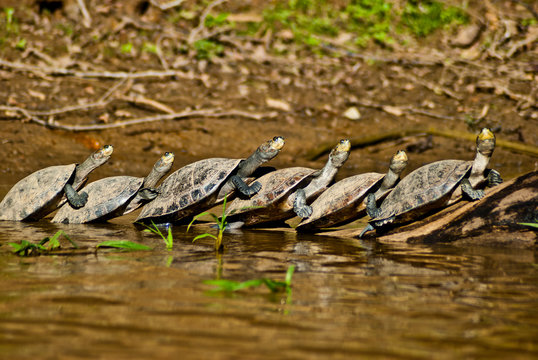 Rivers turtles, wildlife