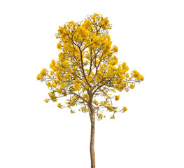 isolate Beautiful yellow flowering tree on white background with clipping path