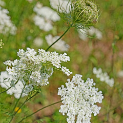 Wilde Möhre, Daucus carota
