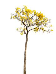 Obraz premium isolate Beautiful yellow flowering tree on white background with clipping path