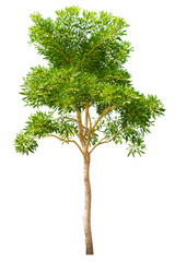 Fototapeta premium isolate natural green trees Small leaves and single trees on white background