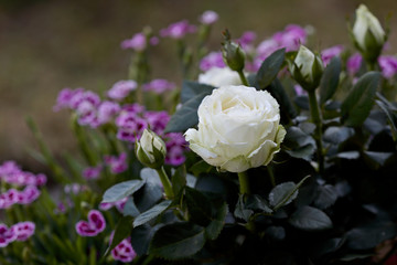 White rose with pink small flowers blooming in garden 