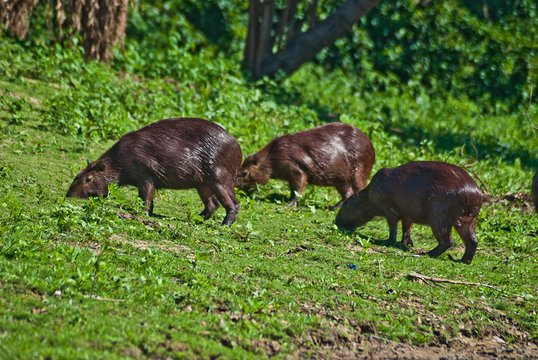 Ronsoco o Capybara family at natural reserb in Bolivia