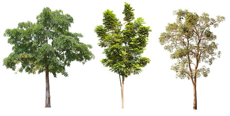 Isolate set green trees on white background.Many types of tropical forest trees.
