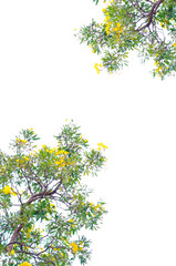 isolated Natural leaves with Green leafs .Clipping parth .on white background