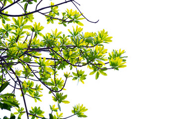 Obraz premium isolated Natural leaves with Green leafs .Clipping parth .on white background