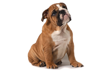 English bulldog, sitting on a white background and looking carefully sideways.
