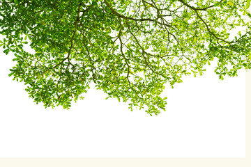isolated Natural leaves with Green leafs .Clipping parth .on white background