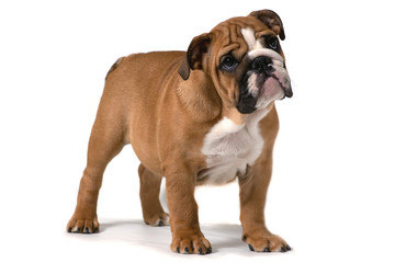 Obraz premium English bulldog, standing sideways on white background and looking forward.