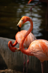 America flamingo