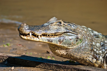 alligator, crocodile, reptile, animal, zoo, wild, wild life, jungle, Bolivia, Rurrenabaque, swamp, close up, head, alligator head, wildlife, nature, predator, caiman, gator, tropical