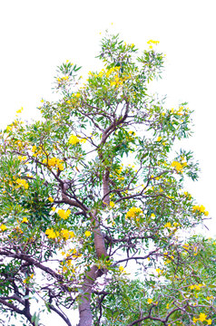 isolated Natural leaves with Green leafs .Clipping parth .on white background