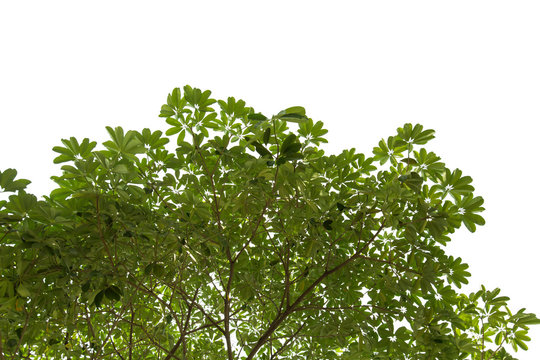 isolated Natural leaves with Green leafs .Clipping parth .on white background