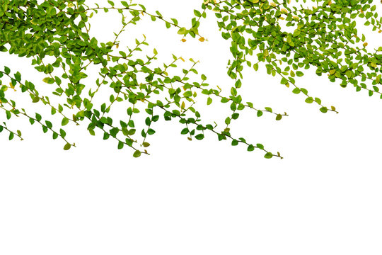 isolated Leaves of green leaves and beautiful single leaves.Clipping parth