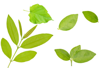Naklejka na ściany i meble isolated Leaves of green leaves and beautiful single leaves.Clipping parth