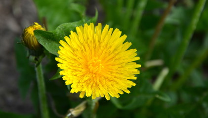 Löwenzahnblüte - Frühlingsblumen
