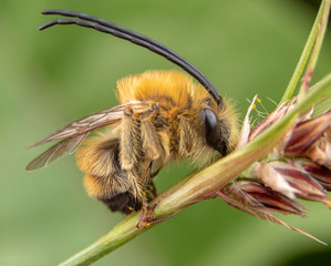 Male specimen of Eucera sleeping while biting