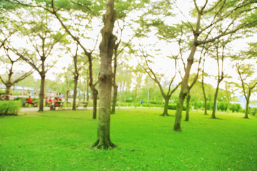 Fototapeta na wymiar blured Green leaf background