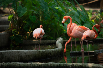 America flamingo