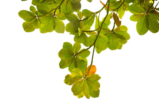 isolated Natural leaves with Green leafs .Clipping parth .on white background