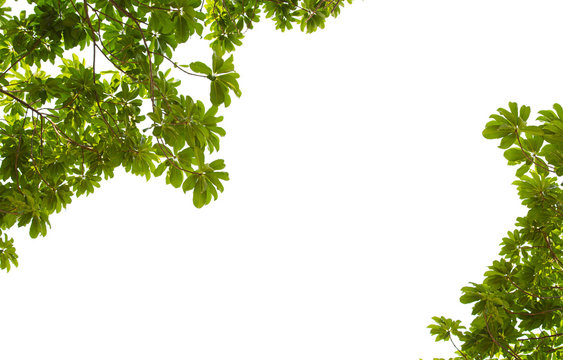 isolated Natural leaves with Green leafs .Clipping parth .on white background