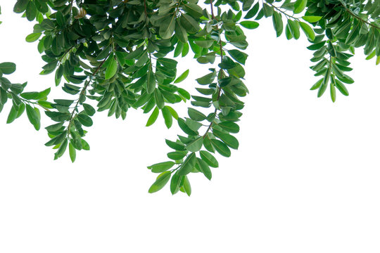 isolated Natural leaves with Green leafs .Clipping parth .on white background