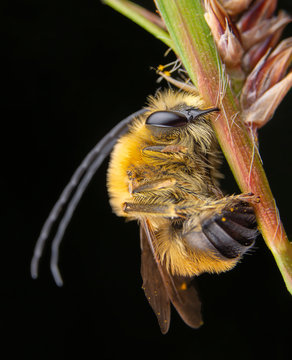 Male specimen of Eucera sleeping while biting