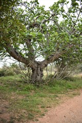 a tree of the most curious and beautiful