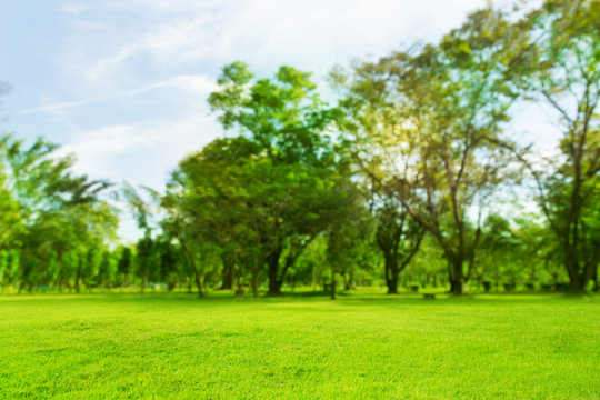 blured photo Green trees and gardens Beautiful light in the morning