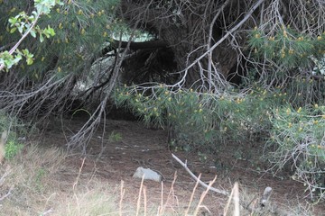 shelter under the tree