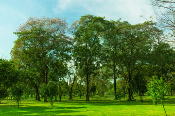 Green trees and Beautiful meadow in the park with morning sky.