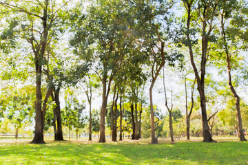 Blurred photo Beautiful meadow in the park with morning sky.