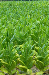 Tobacco grows to maturity
