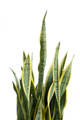 Close up group of sansivera plant leaves with white background