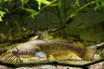 Channel catfish, Ictalurus punctatus, dangerous invasive freshwater predator in European biotope...