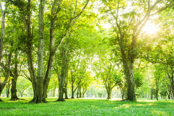 Fototapeta na wymiar Green trees and Beautiful meadow in the park with morning sky.