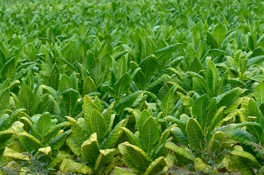Tobacco grows to maturity