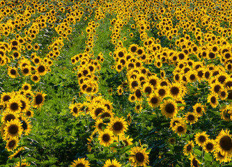 543-15 Sunflower Field