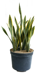 Naturally leaf and beautiful potted Sansevieria plants with white background