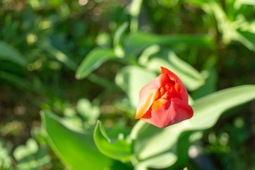 red tulip on green background