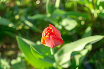 red tulip on green background