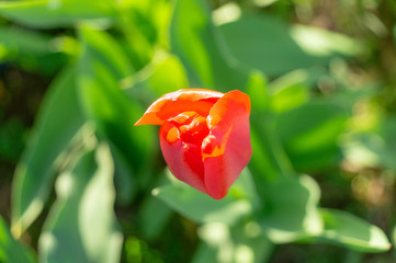 red tulip on green background