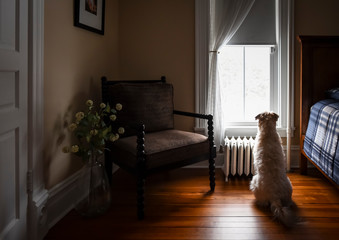 Fluffy dog looking out of bedroom window