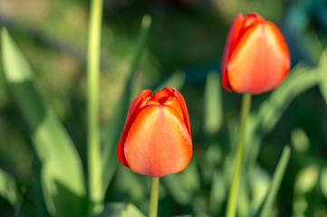 red tulip on green background
