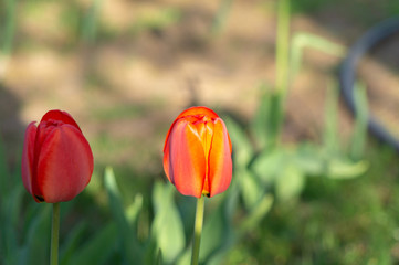 red tulip on green background