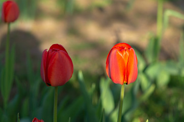 red tulip on green background