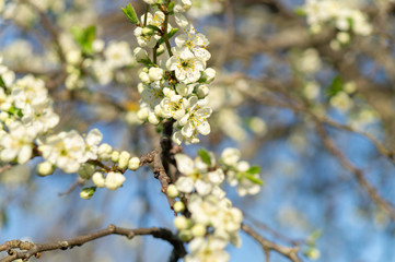 cherry flowers in spring